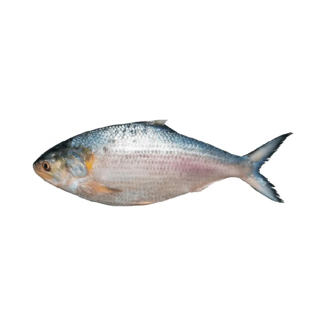 4 PCS Ilish Fish Combo