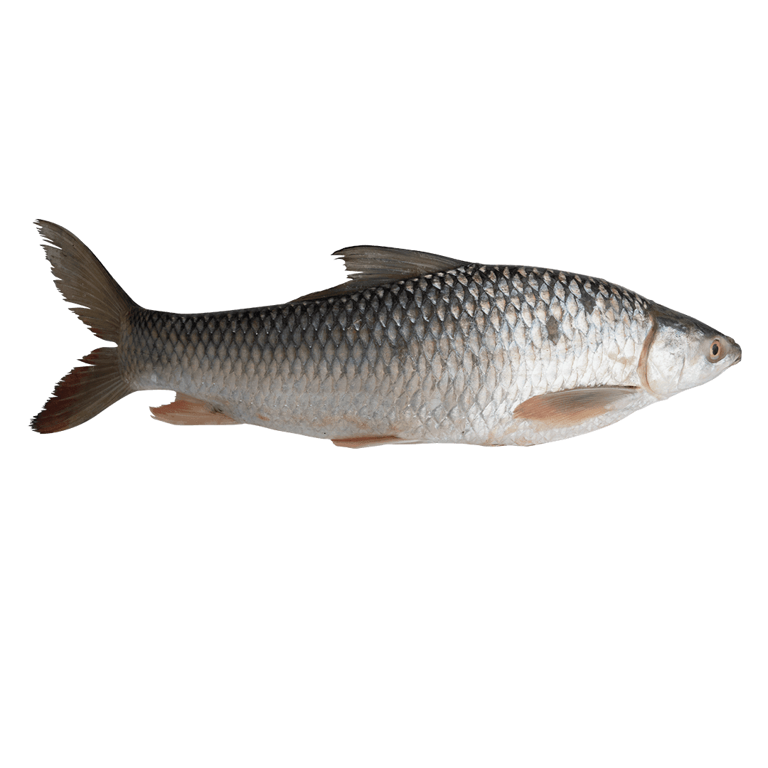 Mrigel