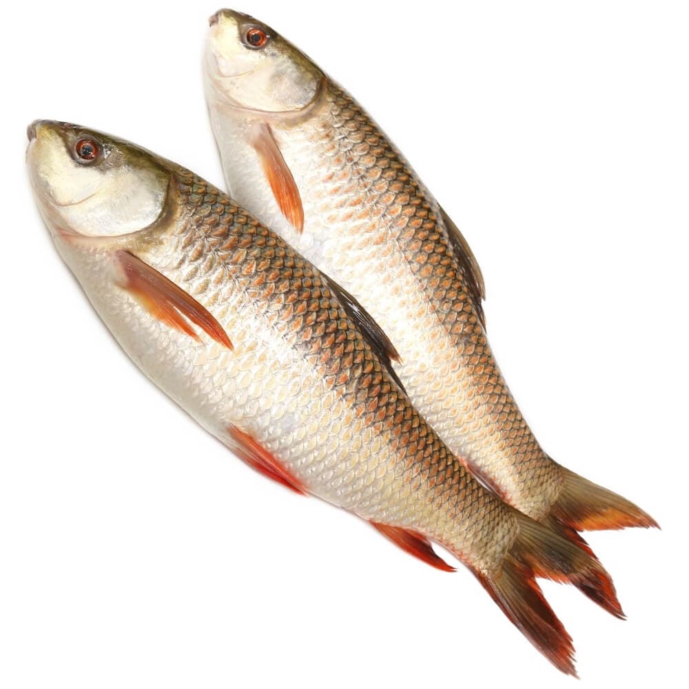Rohu 2/3 kg