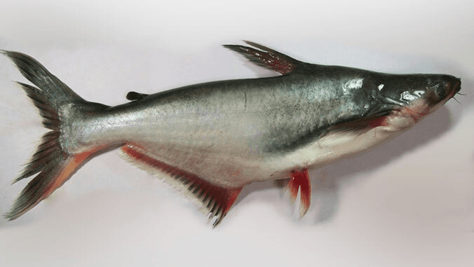 Swai Fish